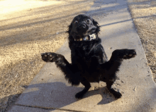 a black dog wearing a collar with the letter t on it is standing on its hind legs