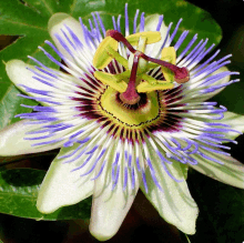 a close up of a flower with purple petals and a yellow center