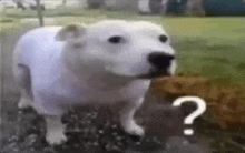 a white dog is standing in the grass with a question mark on its face .