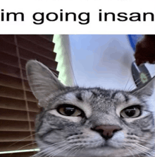 a cat is looking at the camera with the words im going insane below it
