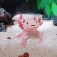 a pink axolotl is standing in the sand