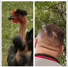 a chicken and a man 's neck are shown in a collage