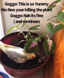 a picture of a bird in a pot with a caption that says goggo this is so yummy