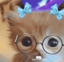 a cat wearing glasses and a blue bow on its head .