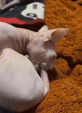 a hairless cat is laying on a blanket with a mickey mouse blanket in the background