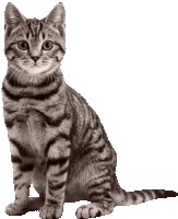 a cat is sitting down and looking at the camera with a white background