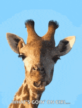 a giraffe says what 's goin ' on girl with a blue background