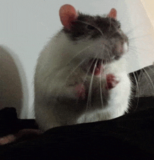 a close up of a rat with its mouth open looking at the camera