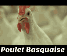 a white chicken with a red comb is standing in front of a sign that says poulet basquiaise