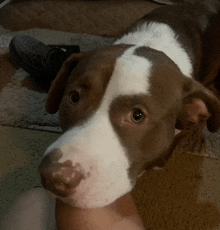 a close up of a brown and white dog laying on a rug