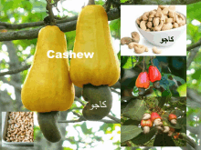 a collage of cashew fruits and nuts with arabic writing