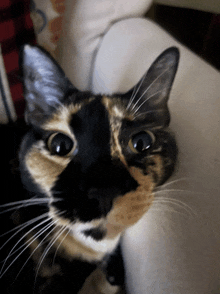 a close up of a calico cat 's face looking at the camera