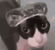 a black and white cat wearing a baseball cap and sunglasses .