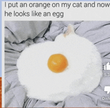 a cat is laying on a bed with an orange on it