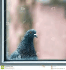 a pigeon is sitting on a window sill looking out .