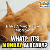 a picture of a dog with the caption " have a magnificent monday !!! what ? it 's monday already "