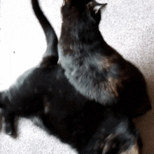 a couple of black cats are laying on top of each other on the floor .