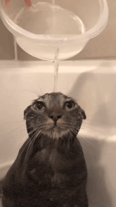 a cat in a bathtub with water poured on it