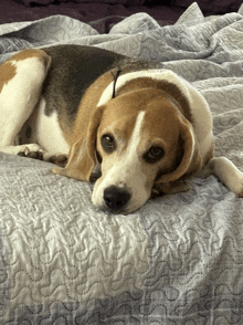 a brown and white dog laying on a bed with a grey blanket