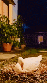 a white duck is laying on a pile of hay in a yard
