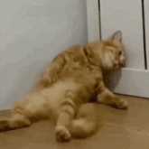 two cats are laying on the floor next to a door .