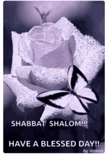 a purple rose with water drops and a black and white butterfly with the words shabbat shalom have a blessed day