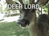 a close up of a deer with the words deer lord written on it