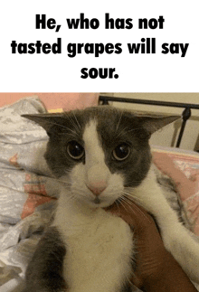 a gray and white cat is being held in someone 's arms with the caption he who has not tasted grapes will say sour