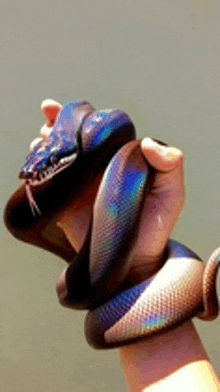 a person is holding a blue and black snake