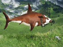 a shark that looks like a cow with a bell around its neck is swimming in a field