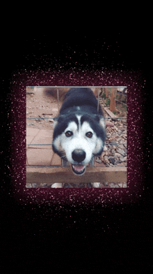 a picture of a husky dog behind a fence with a purple frame around it