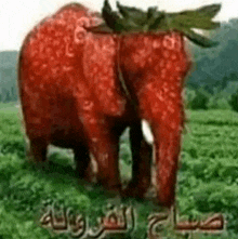 a strawberry elephant is standing in a field with a strawberry on its back .