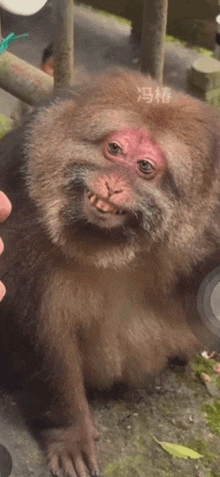 a close up of a monkey 's face with a person holding it 's hand .