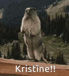 a ground squirrel standing on its hind legs with the name kristine on the bottom right