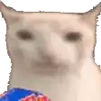 a close up of a cat 's face with a blurred background