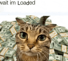 a cat is sitting in front of a pile of money with the words wait im loaded above it