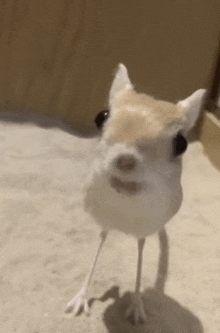 a close up of a small white bird standing on its hind legs on a sandy surface .