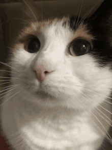 a close up of a calico cat 's face with black and white fur