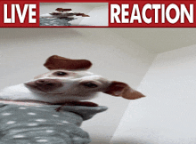 a picture of a dog and the words live reaction