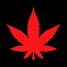 a red marijuana leaf is silhouetted against a black background .