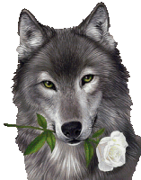 a wolf with a white rose in his mouth