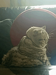 a cat is sitting on a couch with a red pillow behind it