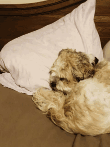 a small dog laying on a bed next to a white pillow