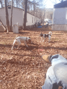 two dogs on a leash playing in a yard