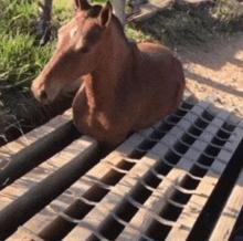 a brown horse laying on a wooden platform