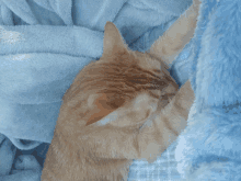 a cat laying on a blue blanket with its head on the blanket