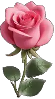 a pink rose with green leaves on a stem