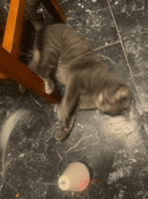a gray cat laying on the floor next to a white cup with a red light on it
