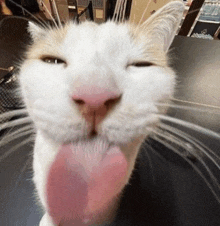 a close up of a cat with its tongue hanging out .