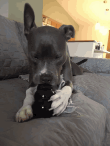 a dog laying on a couch chewing on a black ball